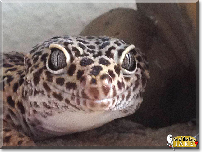 Jake the Leopard Gecko, the Pet of the Day