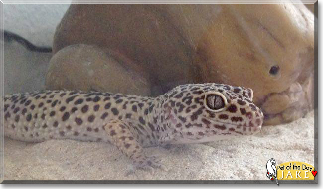 Jake the Leopard Gecko, the Pet of the Day