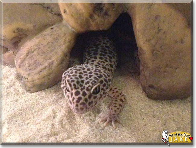 Jake the Leopard Gecko, the Pet of the Day