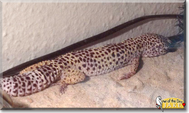 Jake the Leopard Gecko, the Pet of the Day