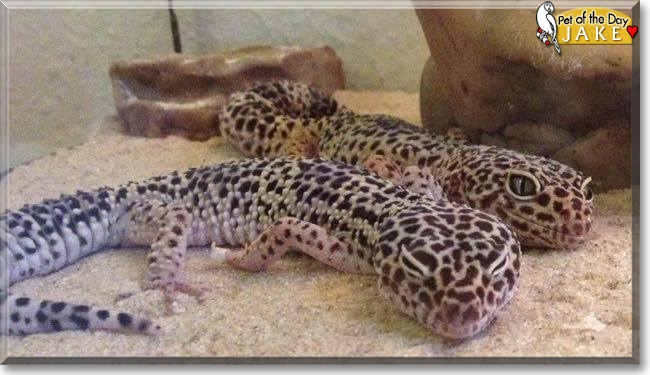 Jake the Leopard Gecko, the Pet of the Day