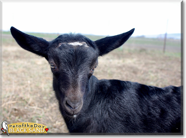 Black Sand the Alpine Goat, the Pet of the Day