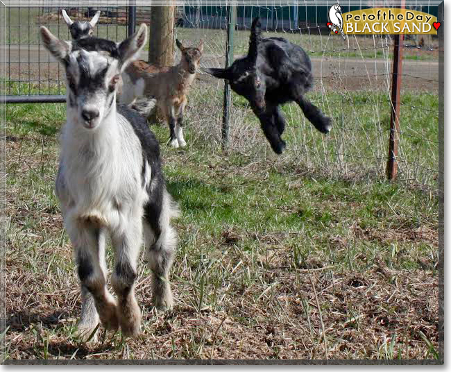 Black Sand the Alpine Goat, the Pet of the Day