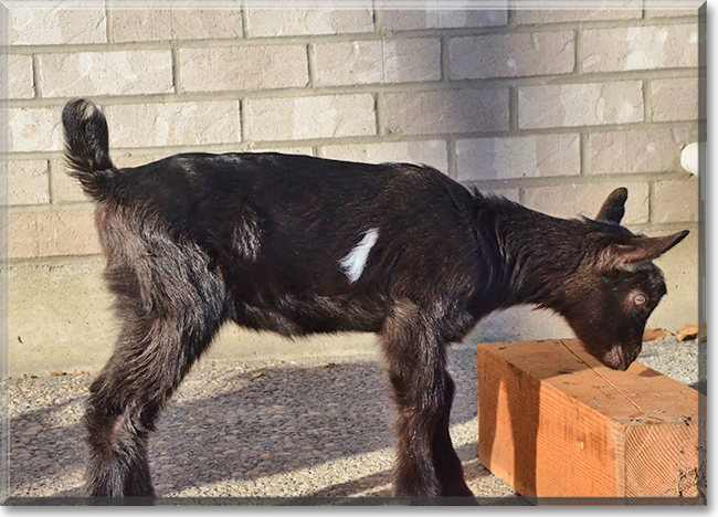 Black Sand the Alpine Goat, the Pet of the Day