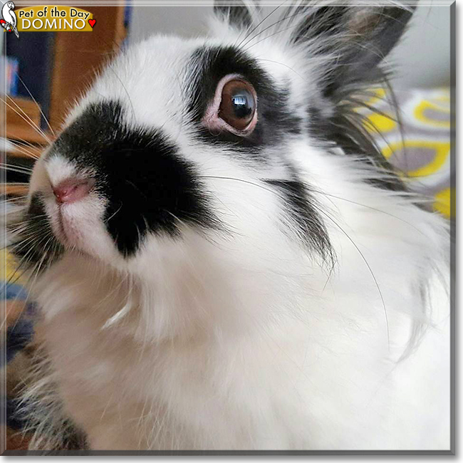 Domino the Lionhead Rabbit, the Pet of the Day