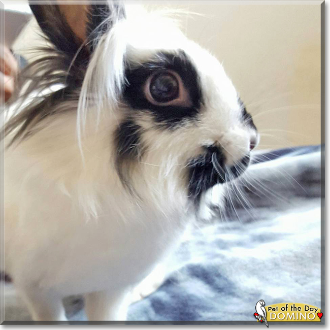 Domino the Lionhead Rabbit, the Pet of the Day