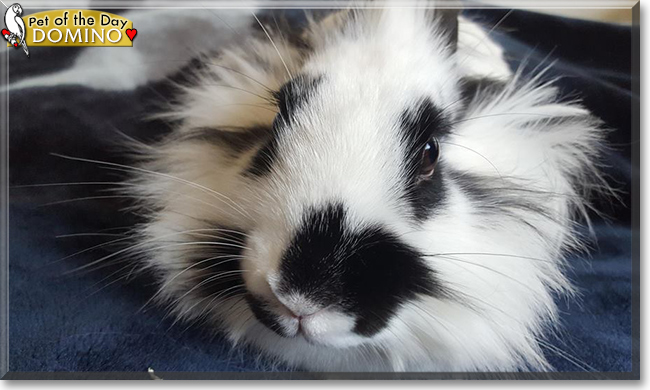 Domino the Lionhead Rabbit, the Pet of the Day