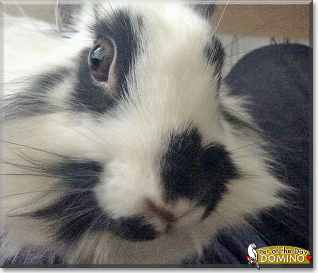 Domino the Lionhead Rabbit, the Pet of the Day
