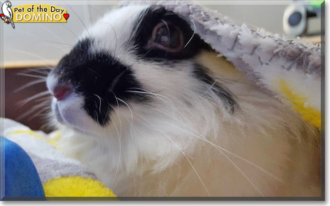 Domino the Lionhead Rabbit, the Pet of the Day