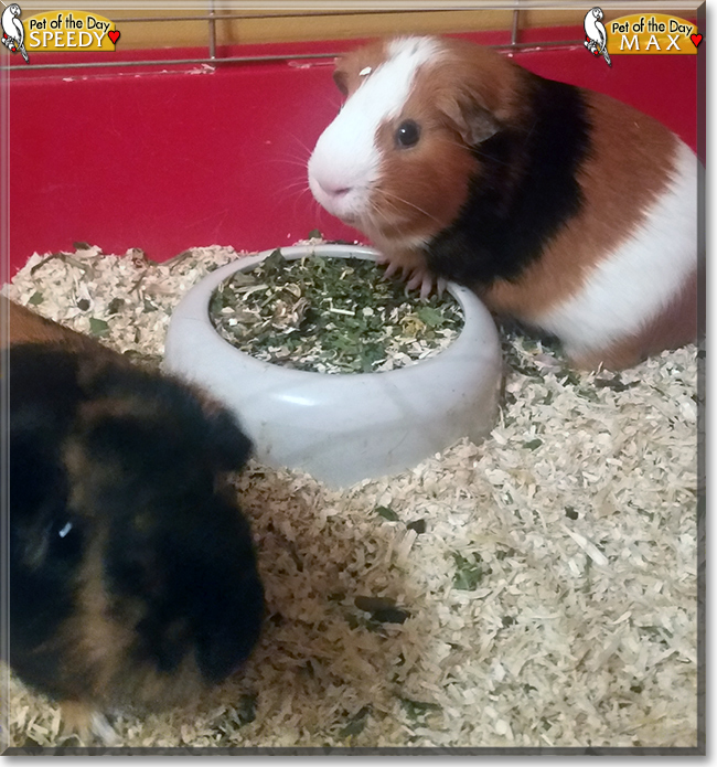Max and Speedy the Guinea Pigs, the Pet of the Day