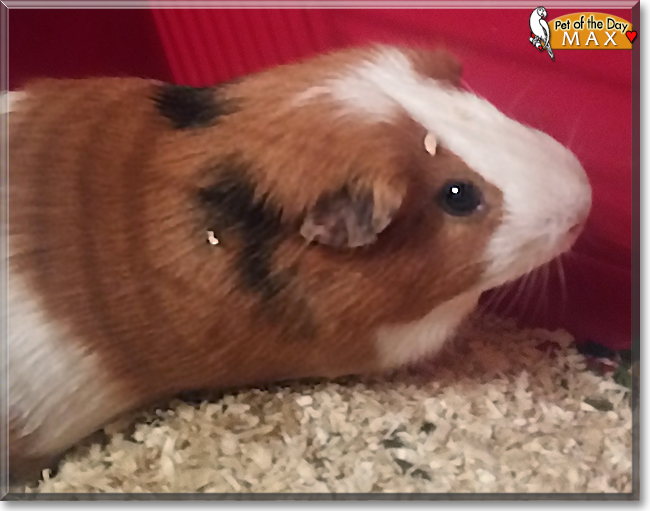 Max and Speedy the Guinea Pigs, the Pet of the Day