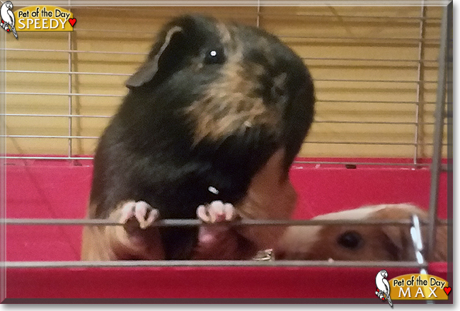 Max and Speedy the Guinea Pigs, the Pet of the Day