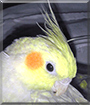 Cooper the Pearl Cockatiel