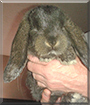 Sole the Mini Lop Rabbit