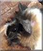 Rico the Guinea Pig