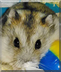 Bibble the Campbell's Dwarf Hamster