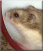 Chestnut the Dwarf Hamster