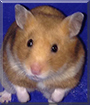 Pep the Syrian Hamster
