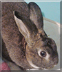 Angel the Mini Rex Rabbit