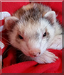 Rebellina (Baby) the Ferret