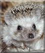 Happy the African Pigmy Hedgehog