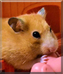 Happy the African Pigmy Hedgehog