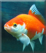 Morgan the Comet Goldfish
