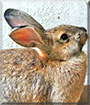 Blümchen the Rabbit