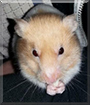 Cinnamon the Syrian Hamster
