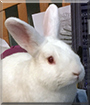 Edgar the Rabbit