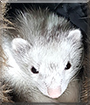 Nibbler the Ferret
