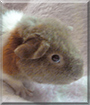 Fluffy the Teddy Guinea Pig