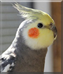 Coco the Cockatiel