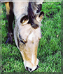 Max the German Riding Pony/Quarter-Horse mix