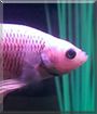 Galadriel the Halfmoon Betta Fish