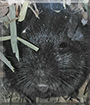 Sevi the Gerbil