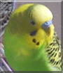 Jacob the Budgie