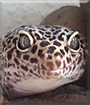 Jake the Leopard Gecko