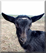 Black Sand the Alpine Goat