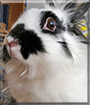 Domino the Lionhead Rabbit