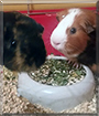 Max and Speedy the Guinea Pigs