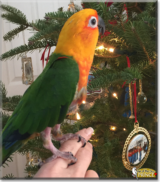 Prince the Jenday Conure Parrot, the Pet of the Day