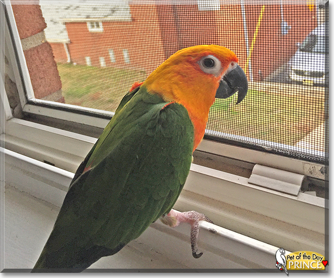 Prince the Jenday Conure Parrot, the Pet of the Day