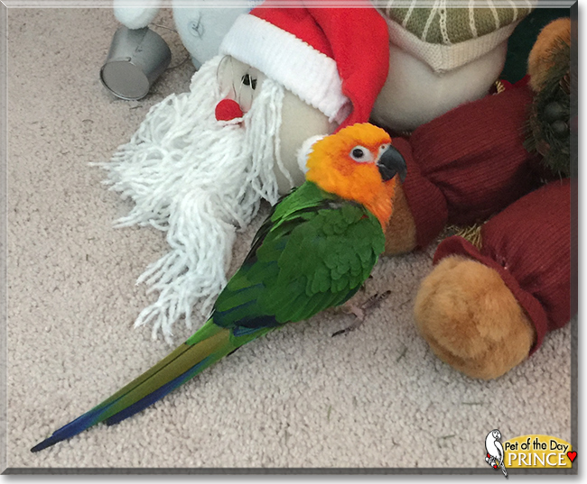 Prince the Jenday Conure Parrot, the Pet of the Day