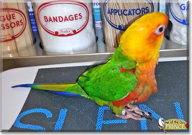 Prince the Jenday Conure Parrot, the Pet of the Day