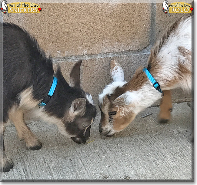 Snickers, Rolo the Nigerian Dwarf Goats, the Pet of the Day