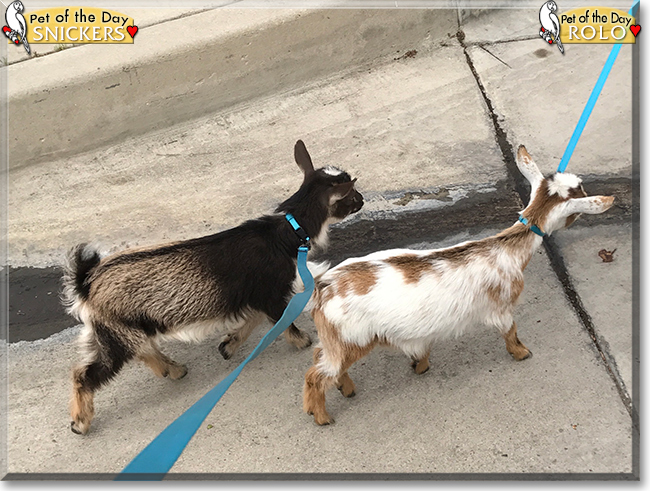 Snickers, Rolo the Nigerian Dwarf Goats, the Pet of the Day