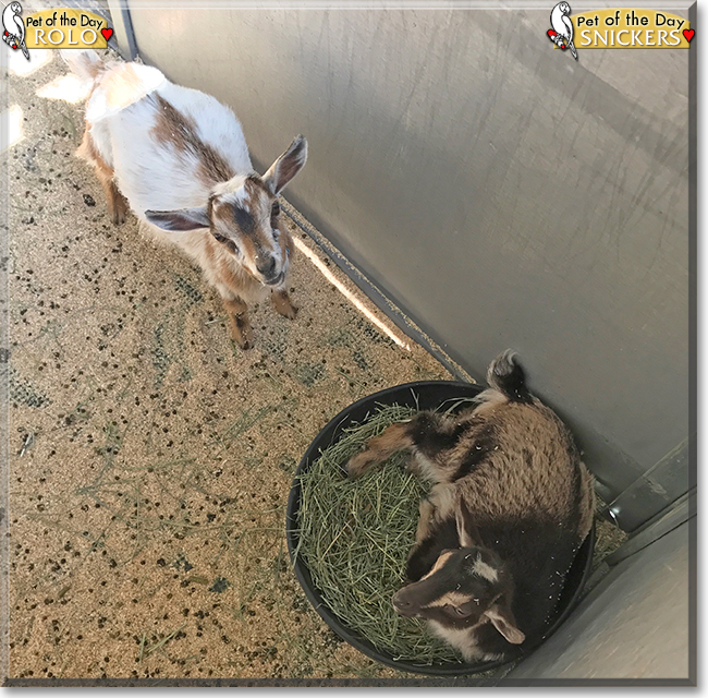 Snickers, Rolo the Nigerian Dwarf Goats, the Pet of the Day