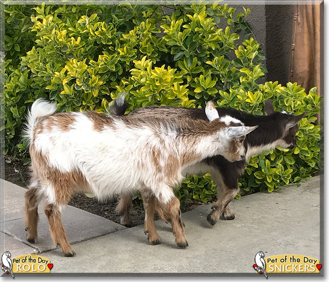 Snickers, Rolo the Nigerian Dwarf Goats, the Pet of the Day