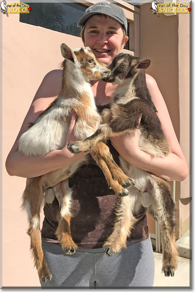 Snickers, Rolo the Nigerian Dwarf Goats, the Pet of the Day